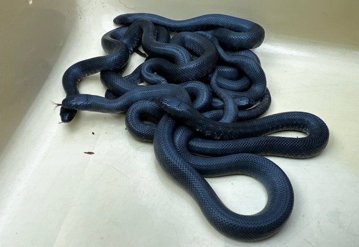 Mexican Black Kingsnakes